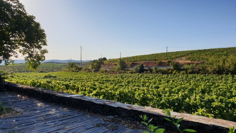 Viñedos delante del hotel, Zona del Duero- Douro (Norte de Portugal) - Visita, Consejos 1