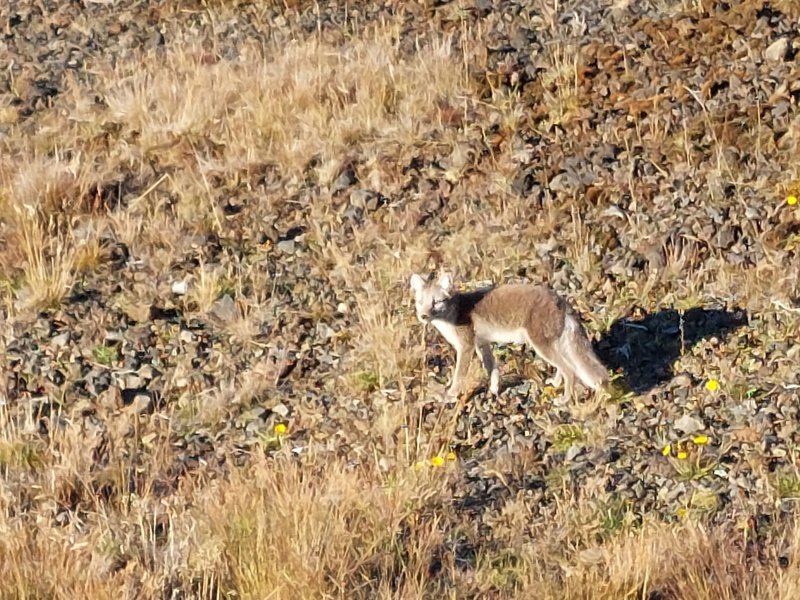 Zorro Ártico península de Snaefellsnes, Fauna en Islandia: dónde ver ballenas, focas, aves 1