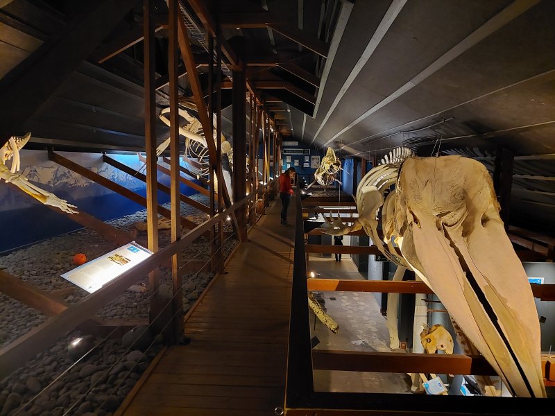 Museo de la Ballena en Husavik, Husavik: ballenas, qué ver, fiordo - Norte de Islandia 0