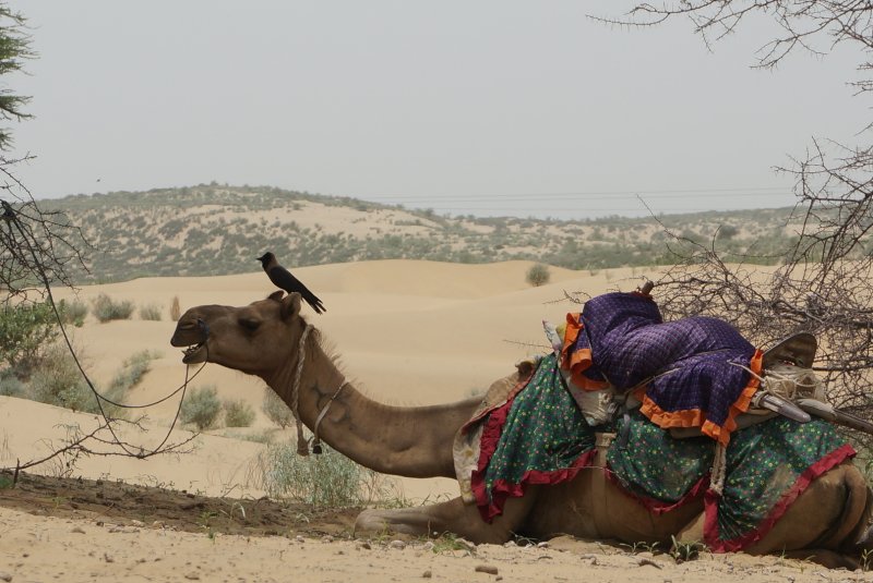 Jaisalmer: que visitar, excursión desierto -Rajastán, India