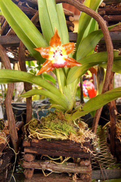 Orquideas en el mercado de artesanía de El Valle, Valle de Antón - Coclé - Panamá