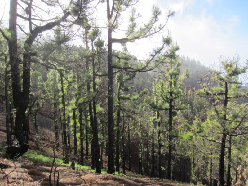 La Palma - Ruta de Los Volcanes