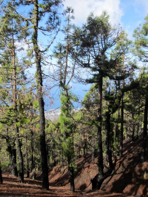 La Palma - Ruta de Los Volcanes