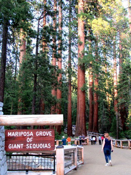 Visitar Mariposa Grove en Yosemite NP (California,USA)