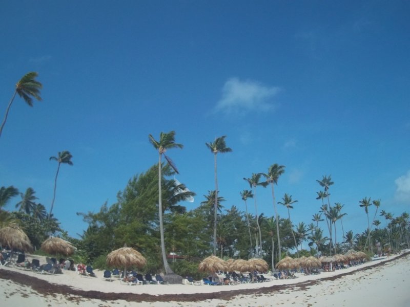 Algas en las playas de la Republica Dominicana