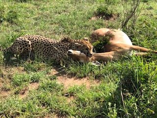 Alojamiento en Masai Mara: campamentos, lodges - Kenia