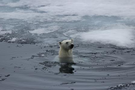 Recién llegados de Svalbard (Spitzbergen): impresiones, recomendaciones 0