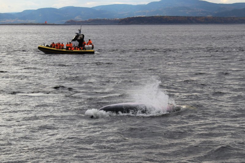 ballenas en Tadoussac, Viaje a Canada Este con Barceló Viajes en Octubre