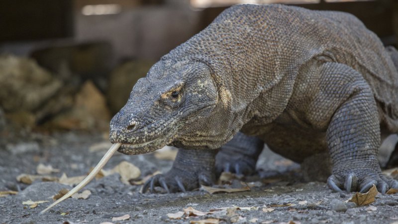 Dragón de Komodo 0