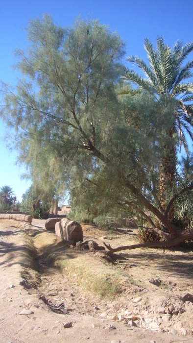 canales secundarios de reparto, Valle del Draa - Atlas. Marruecos 1