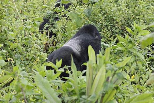 silverback, Viajar a Uganda y Rwanda-Ruanda 0