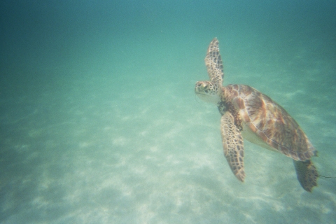 Tortuga, Cámaras Acuáticas y Fotografía Submarina 0