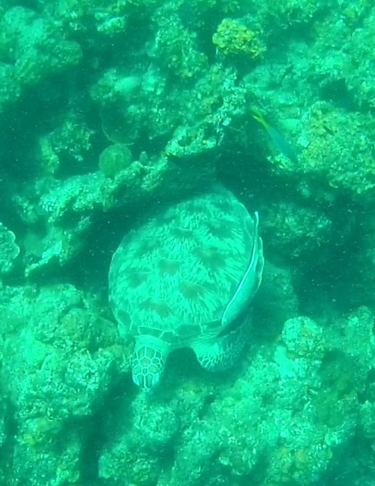 Tortuga Verde en German Island, Snorkel en Port Barton  - Palawan, Filipinas 0