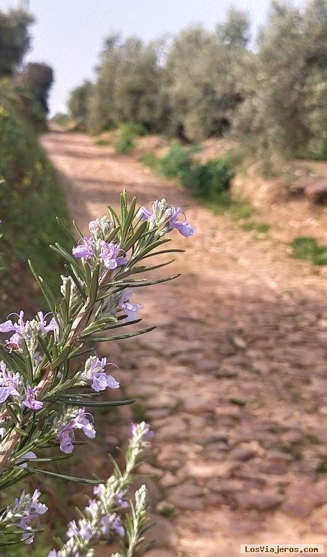 Montoro: ciudad, parque natural - Alto Guadalquivir, Córdoba