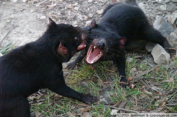 Demonios de Tasmania
Dos ejemplares de la misma familia peleando por un trozo de carne. Con lo pequeños que son... son ruidosos, fieros y asustan.
