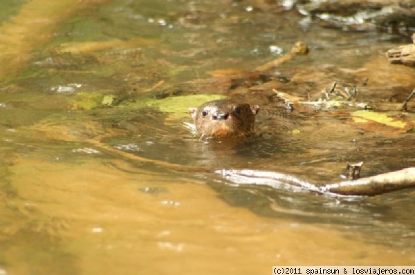 Nutria - Parque Nacional de Cahuita
Nutria jugando al escondite conmigo en el Parque Nacional de Cahuita.
