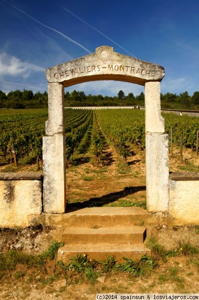 Viñedo de Chevaliers-Montrachet - Grand Crus - Borgoña p66741