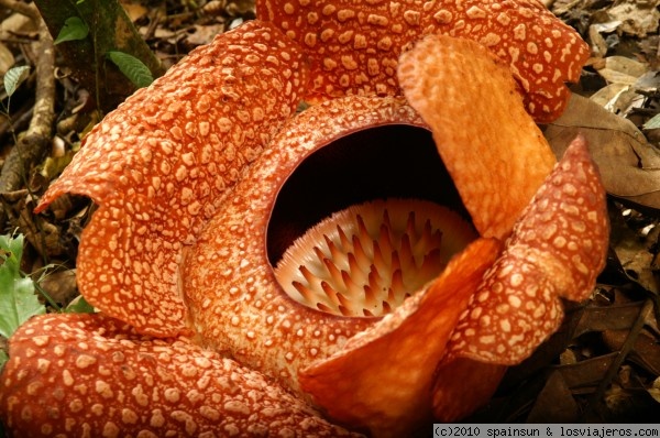 Rafflesia - la flor mas grande del mundo
La Rafflesia es la flor mas grande del mundo. No tiene hojas ni apenas tallo y es una planta parasitaria, muy escasa. Su olor es detestable. Este espécimen no era muy grande, apenas 62 cm de diámetro. Es el símbolo de la provincia malaya de Sabah, en Borneo.
