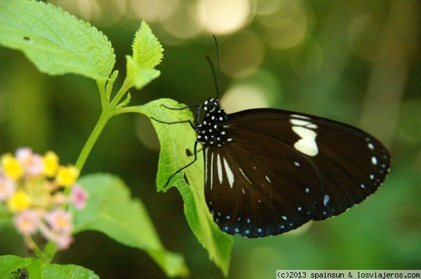 Mariposa negra - Borneo - Malasia
Mariposa negra cerca de Ranau, Borneo
