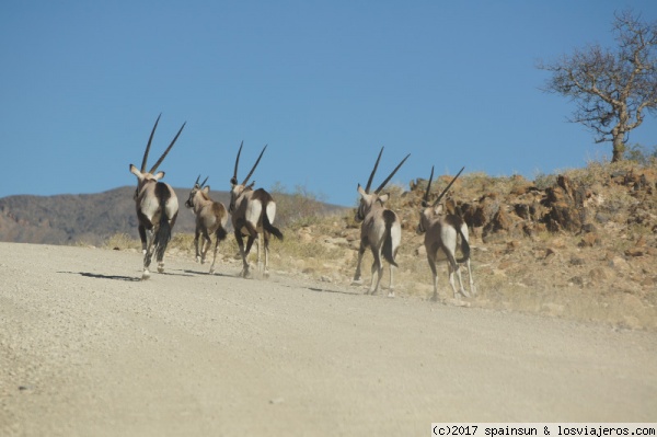 Oryx corriendo delante del coche - Carretera de Sesriem
Oryx corriendo delante del coche. Al estar los laterales vallados, tuvieron muy dificil escapar. El Orix es un antílope adaptado a climas muy secos del tamaño de un ciervo.
