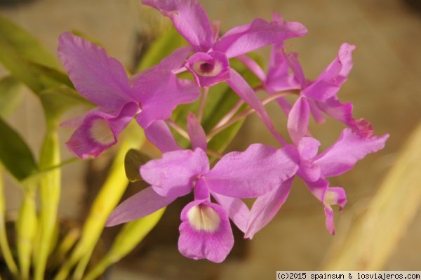 Orquídeas en la feria de Boquete
Orquídeas en la feria anual de orquídeas en Boquete
