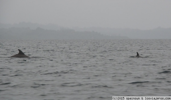 Delfín y su cría - Bahía de los Delfines - Isla de San Cristobal, Bocas del Toro
Es fácil divisar delfines en la zona de Bocas del toro, en especial en la Bahía de los Delfines. En nuestro caso vimos varios, aunque la lluvia era intensa.
