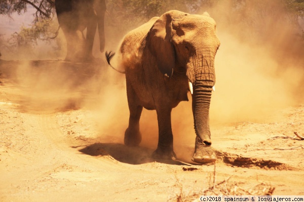 Mama Elefante enfadada en el río Huab -Twyfelfontein, Damaraland
Mamá elefante enfadada porque su cría se acercó a nuestro coche. Da bastante miedo.
