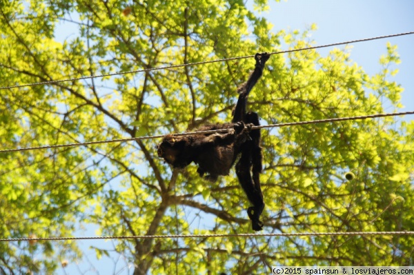 Mono electrocutado - Isla de Boca Brava - Chiriqui
Este mono aullador dio su último salto. Es el peligro de una tendido eléctrico de hilo desnudo en un bosque.
