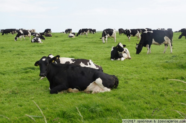 Pradera con Over-vaquing, Wexfor County (Hook Head Peninsula)
Pradera con vacas para aburrir...
