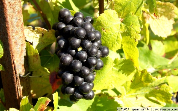 Uva Pinot Meunier - Verzenay - Champagne
La uva Pinot Meunier es una de las dos uvas tintas que se utilizan para la producción del champán. También es conocida como  Schwarzriesling y Müllerebe.
