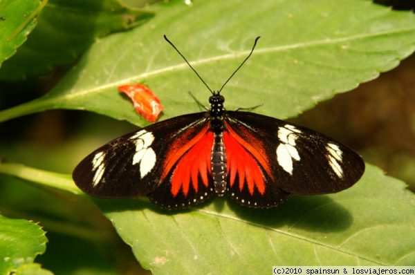 Mariposa Alas rojas y Negras - Volcan Arenal
Mariposa de alas rojas y negras, que no tengo identificada
