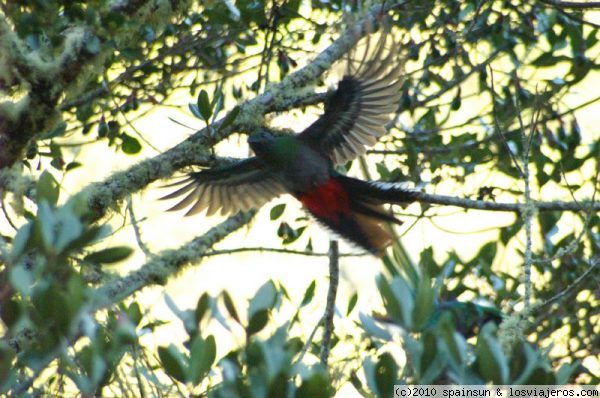 Vuelo del Quetzal
El mitico Quetzal se puede ver con relativa facilidad en los bosques de la sierra de Talamanca. Este estaba cerca del pueblo de San Gerardo.
