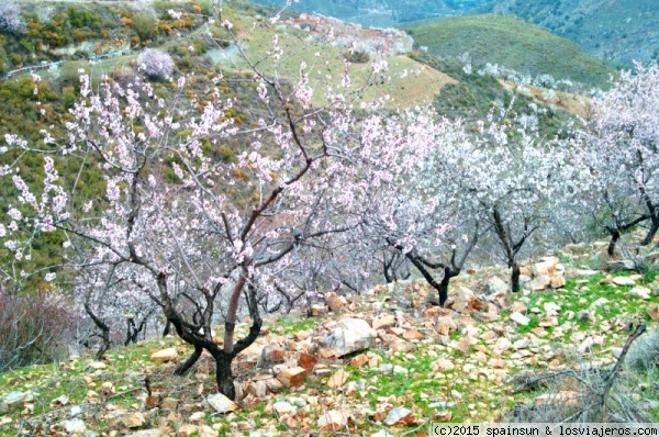 Almendros en Flor en La Alpujarra Granadina
Los almendros florecen durante el suave invierno en la Alpujarra, a la primeras semanas de buen tiempo. Es un espectáculo que comienza a las orillas del mar y que a lo largo de unos dos meses sube las primeras sierras y se encarama hasta Sierra Nevada.
