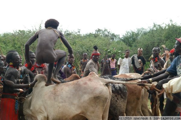 El Salto del Toro - Valle del Omo
Ceremonia del Salto del Toro en el Valle del río Omo, Tribu Hamer, Sur de Etiopía. Esta ceremonia es una clásica ceremonia de paso. El joven para ser considerado hombre y poder, debe saltar una grupo de toros, si no lo consigue, no habrá segunda oportunidad y la desgracia caerá sobre la familia.
