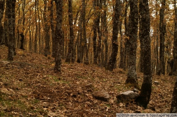 Bosque de Robles en Otoño
Robledo en otoño en la cara que mira al Valle del Tietar de la Sierra de San Vicente - Toledo.
