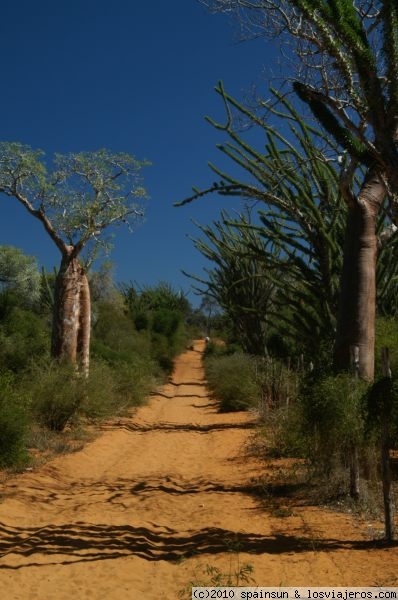 Ifaty, Mangily y el bosque espinoso de Reniala -Madagascar 🗺️ Foro África