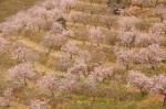 Almendros en flor - Sierra Lujar