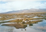 Paisaje del Altiplano
Peru