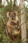 Koala - Great Ocean Road
Great Ocean Road, Victoria, Australia