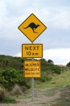 Signal out for kangaroos - Port Campbell