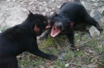 Tasmanian Devils