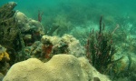 Corales en Cayo Coral - Bastimentos - Bocas del Toro
Panamá, Bocas del Toro, Isla de Bastimentos, Bastimentos, Cayo Coral, Snorkel, buceo
