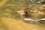 Otter - Cahuita National Park