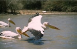 Parque nacional de Djoudj - St Luis
Pelícanos, Djoudj, Senegal