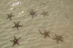 Estrellas de Mar en la playa de Alona - Panglao, Bohol