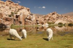 Llamas en la Laguna Negra, Bolivia