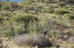 Vegetación de las colinas del sur de Namibia
Namibia, vegetación