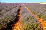 Campos de Lavanda cerca de Brihuega, Alcarria, Guadalajara