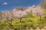 Almendros en Flor en Polopos - Granada