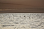 Flamencos en el Bird Sanctuary de Walvis Bay